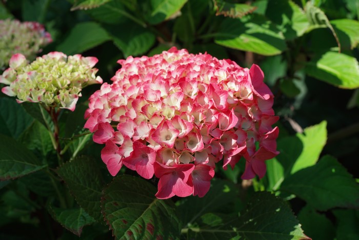 Pink and white Hydrangea flowers closeup