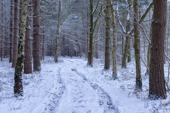 Snowy forest path with tire tracks