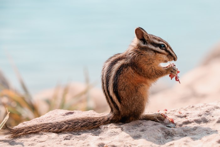 Chipmunk Eating on a Rock by the Water