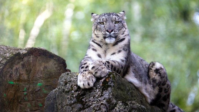 4K Snow leopard lying on rocks