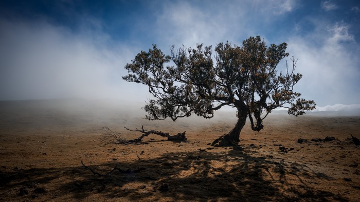 Tree in fog with blue sky and clouds