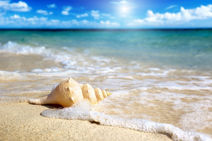 Seashell on a Sandy Beach with Ocean Waves