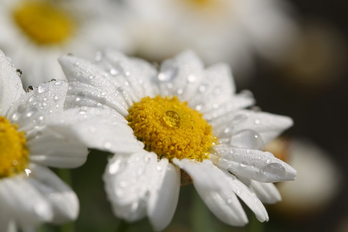 White daisies with water drops and bokeh