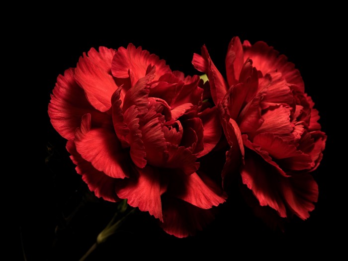 Two red carnations on a black background