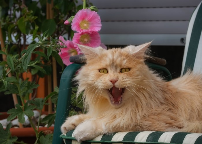 Ginger cat yawning on a chair with pink flowers
