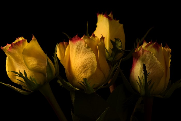 Yellow Roses with Red Edges on Black Background