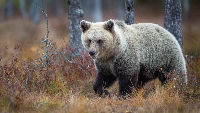 Brown bear in autumn forest
