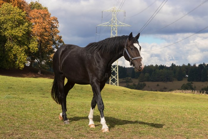 Black horse in a grassy field with power lines
