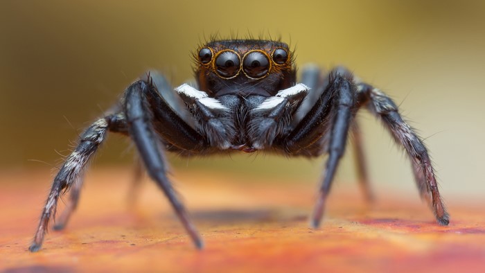 Closeup of a jumping spider with multiple eyes