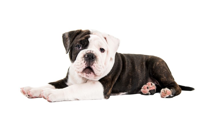 Brindle and white bulldog puppy on white background