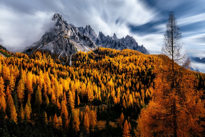 Autumn Larches in the Dolomites, Italy