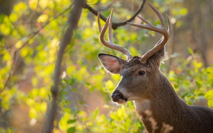 Deer with antlers in a forest