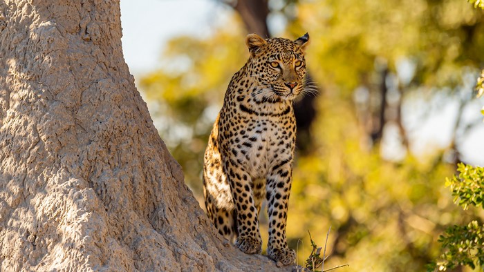 Leopard sitting on a termite mound