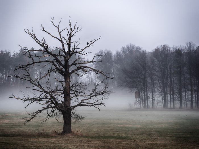 Bare tree in foggy field with hunting stand