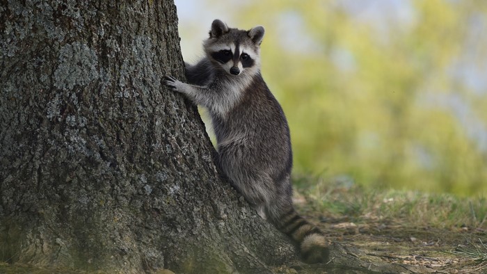 Raccoon climbing a tree trunk