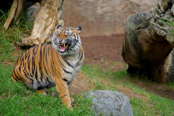 Sumatran Tiger Roaring on Grassy Hillside