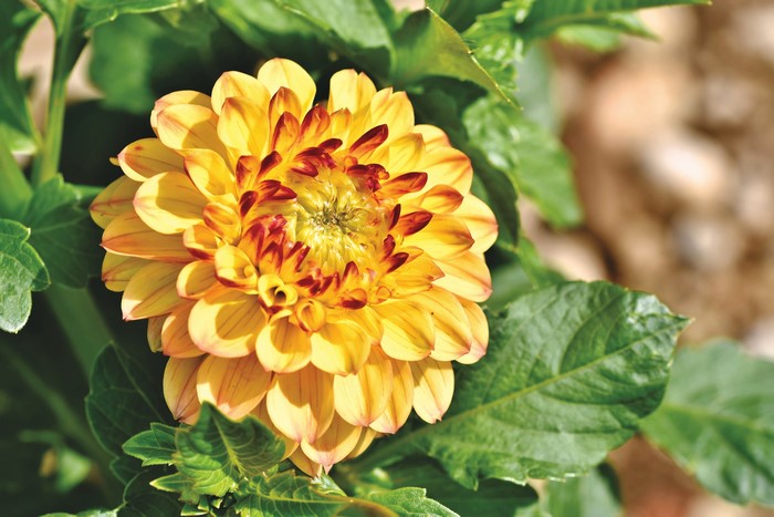 Yellow Dahlia Flower Closeup