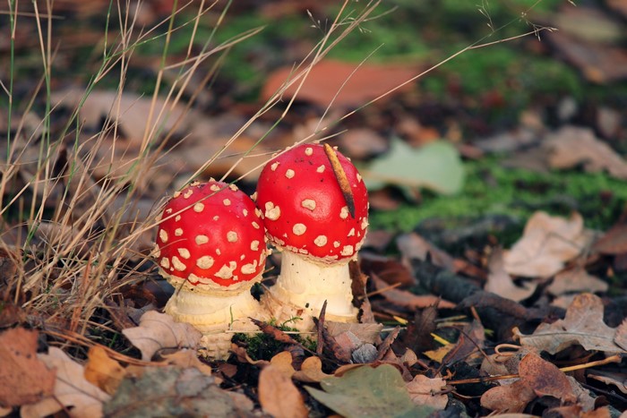 Two Amanita Mushrooms in Foliage