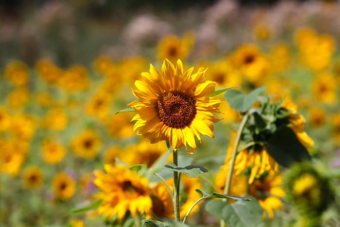 Field of Sunflowers with Bokeh