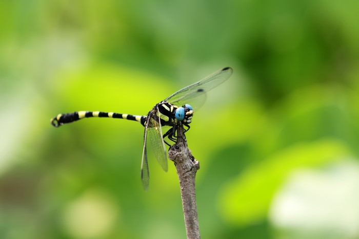 Dragonfly with blue eyes on a branch