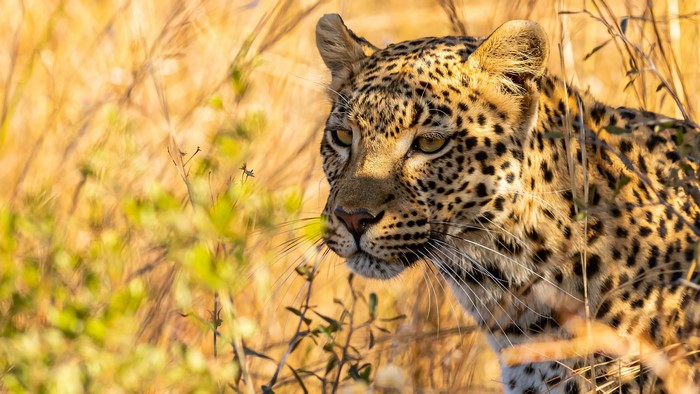 Leopard in tall dry grass