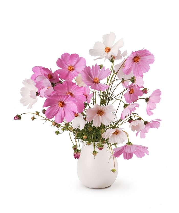 Pink and white cosmos flowers in a white vase