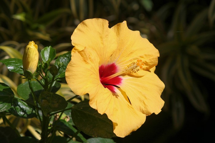 Yellow Hibiscus Flower with Bud