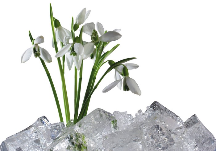 Snowdrops emerging from ice