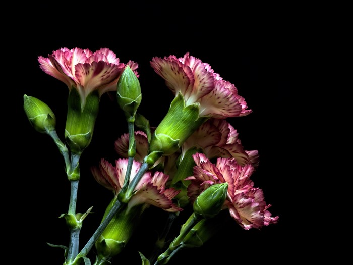 Carnations with buds on black background