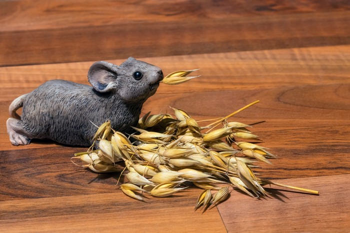 Mouse eating oat stalks on wood planks