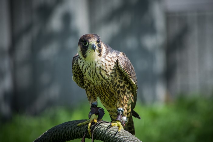 Peregrine Falcon perched on a rope
