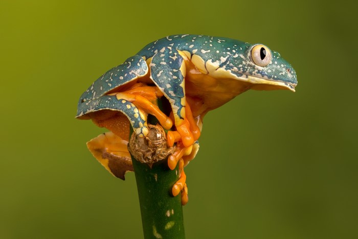 Fringed Leaf Frog on a green stalk