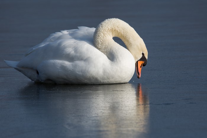 White Swan resting on ice