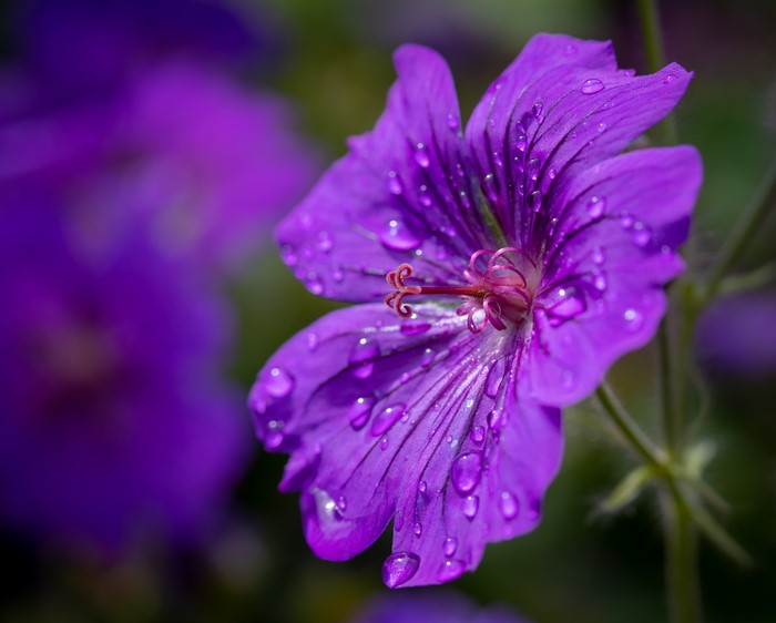 Purple Geranium Flower with Water Drops
