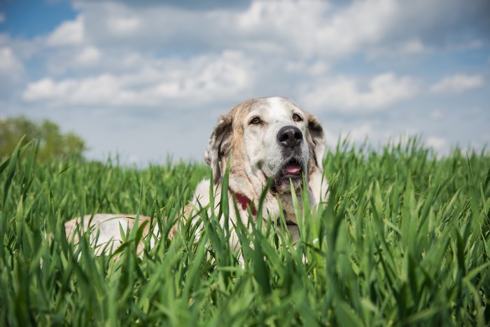Central Asian Shepherd Dog in Grass