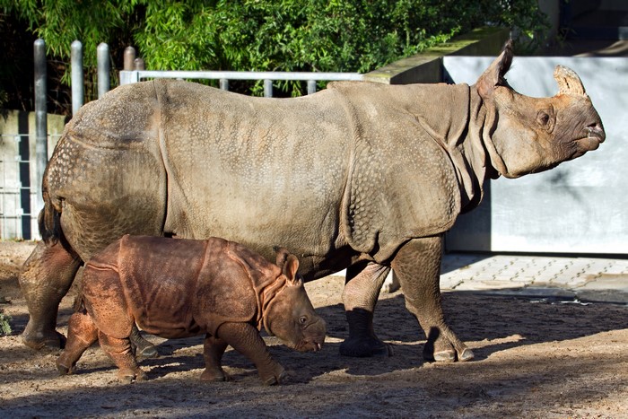 Two Rhinos, Mother and Cub