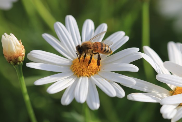 Bee on a Daisy Flower