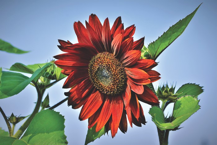 Red Sunflower Closeup