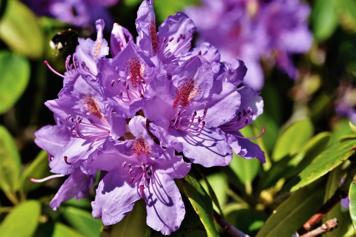 Rhododendron flowers with a bee