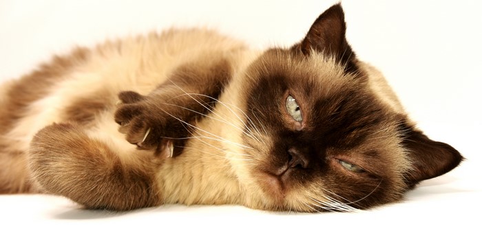 Siamese cat lying down with paws up