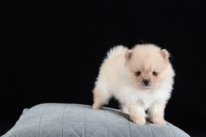 Pomeranian Puppy on a Pillow