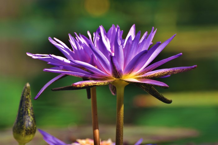 Violet Water Lilies Closeup