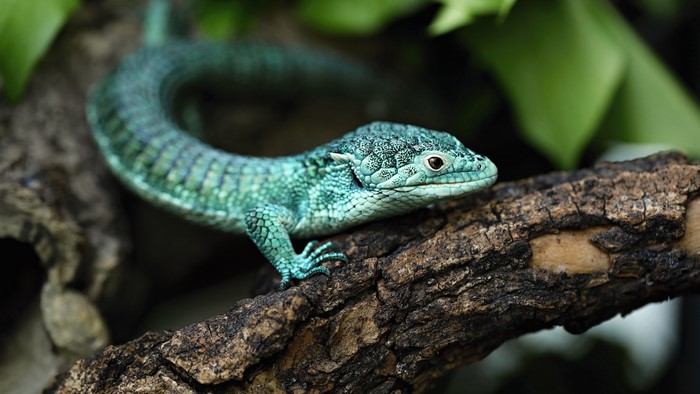 Blue Lizard on a Branch