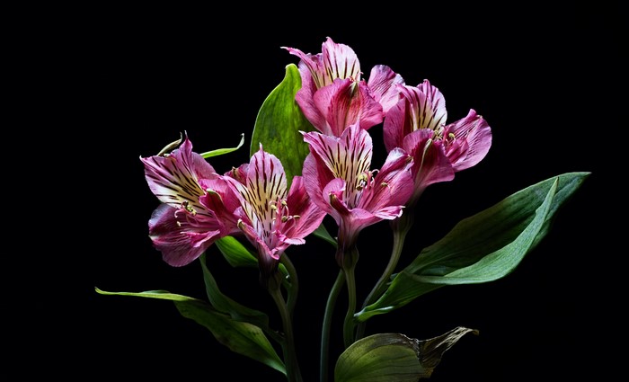 4K Alstroemeria flowers on black background