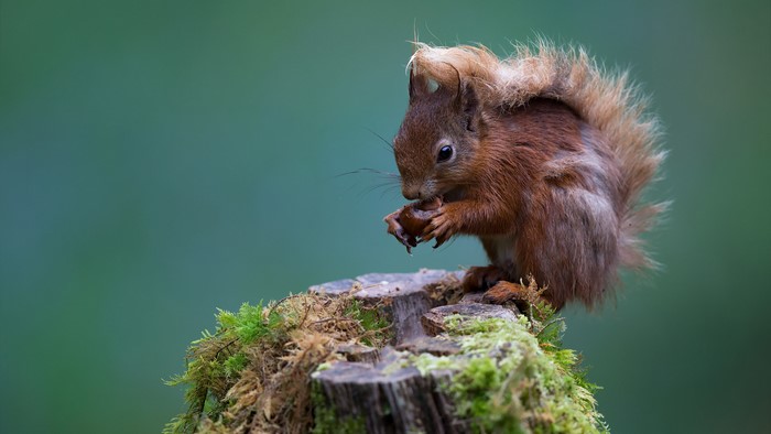 Red squirrel eating a nut on a mossy tree stump