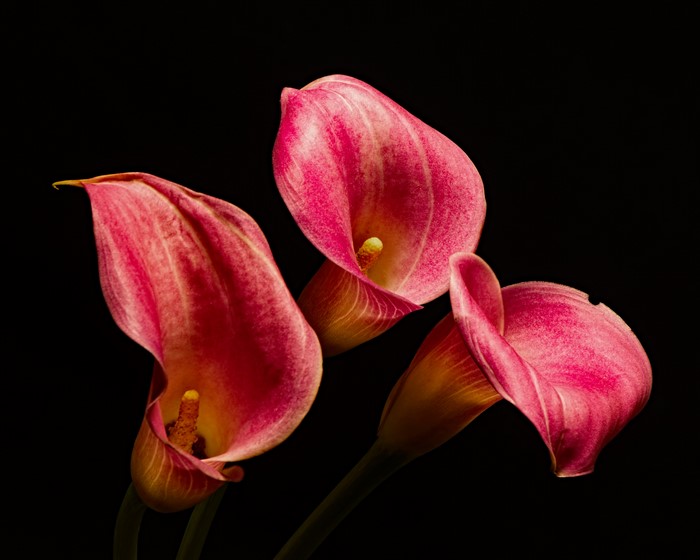 Three pink calla lilies on a black background