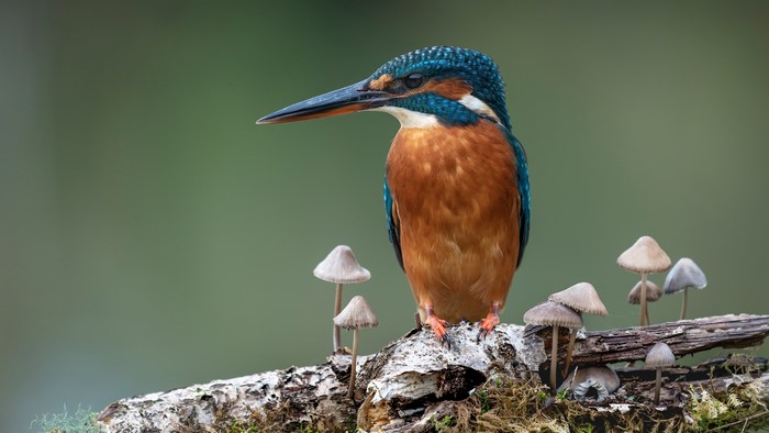 Common Kingfisher perched on a log with mushrooms