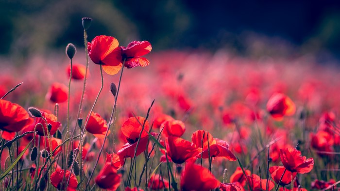 Field of Red Poppies with Bokeh