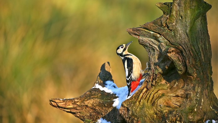 Great Spotted Woodpecker on a Tree Stump
