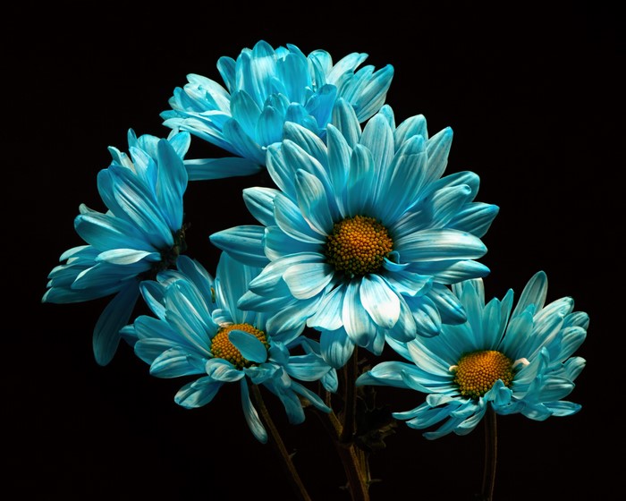 4K Blue Chrysanthemums on Black Background